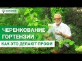 Самый лучший способ черенкования - 100% результат! У ВАС ПОЛУЧИТСЯ!