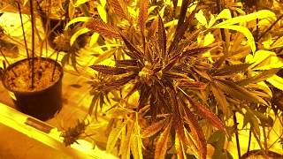 Valley of the Sun Medical Dispensary (Vlog)