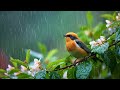 🎐 Piano Melodies &amp; Birds Chirping - Relaxing Music for Deep Focus and Stress Relief 🌱🕊️🌺