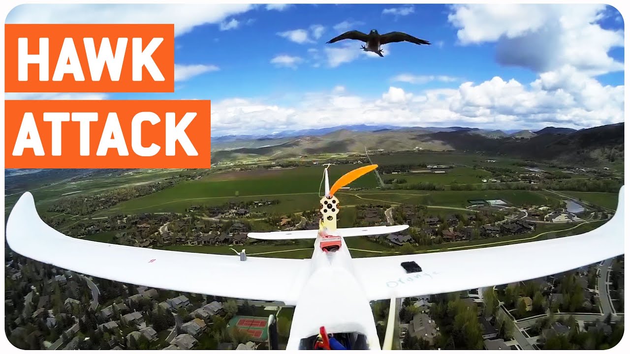 dronesense Hawk Attacks Plane | Unfriendly Skies