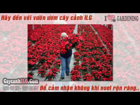 Video: Đặt Cây Thông Noel Phong Thủy ở đâu