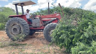 Trator MF 290 traçado derrubando o mato com a lâmina no distrito do logradouro