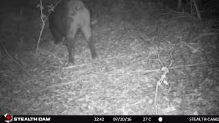 イノシシ 尻尾ふる 人間環境大学 演習林にて撮影 Youtube