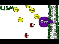 Mechanism of cytochrome p450 cyp metabolism induction and inhibition