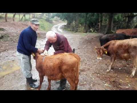 ვიდეო: მეცხოველეობის ცხოველების სტომატოლოგია, ნაწილი 2: ძროხა, თხა, ალპაკა და ლამის