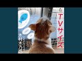 猫 (TVサイズ)