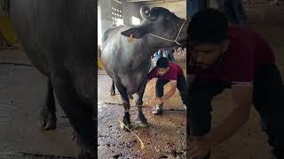 This Giant Buffalo Refused to Move! 🐃😱 #Shorts #buffalo #livestock #butcher #meatmarket #animals