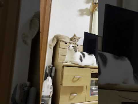 お父さんの予言通りになった猫