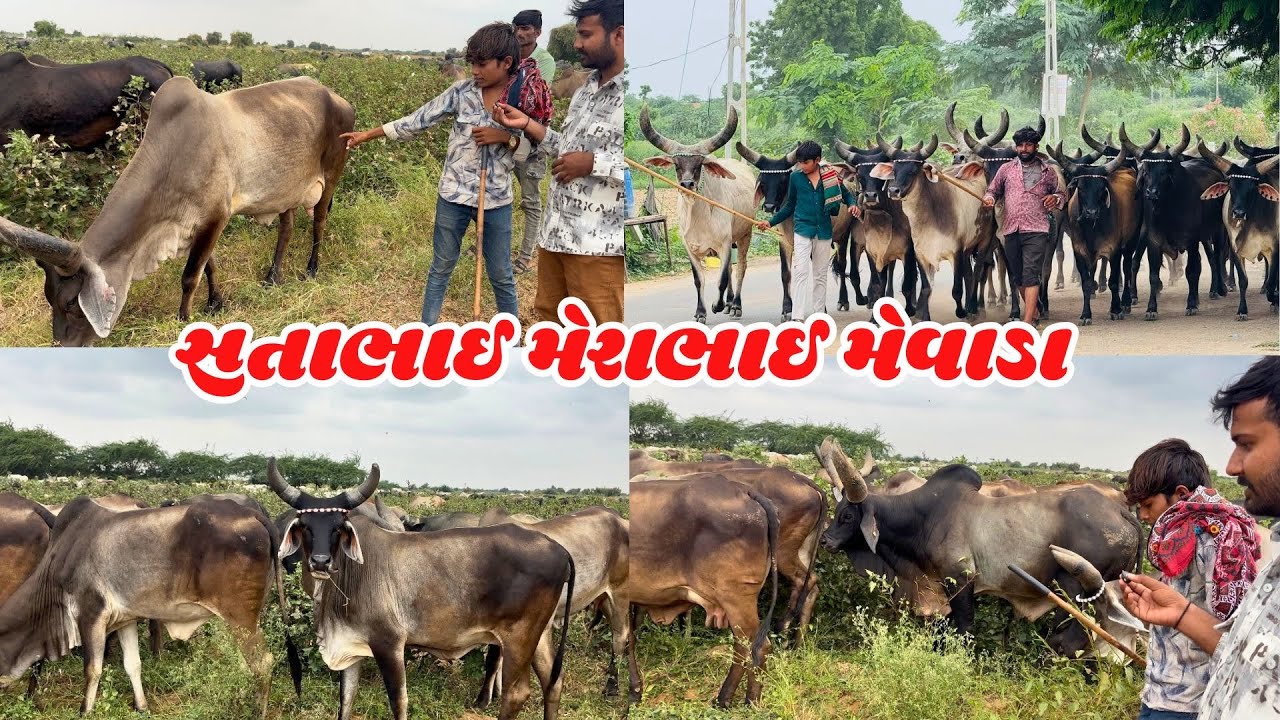 Satabhai Merabhai Mevada Naviyani ✨😇