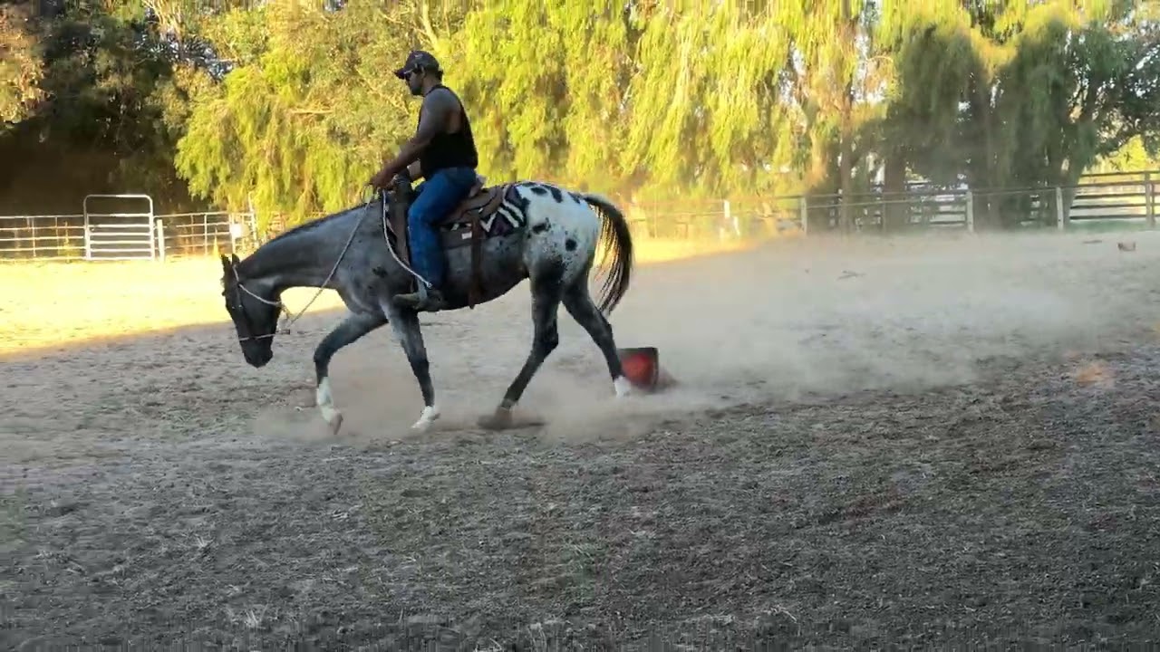 Vertical flexion at the walk and trot with Memphis 