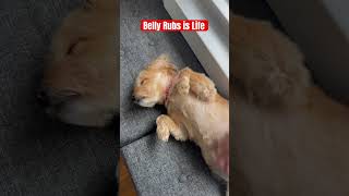 Ridiculous Terrier, belly rub is life, funny, adorable
