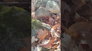 Stonewalls of Cheshire County #keenenh #keene