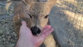 Sweet Pea in the wild by M Paiva 246 views 9 months ago 58 seconds