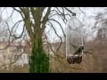 How to make a Bird Feeder from a Plastic Bottle