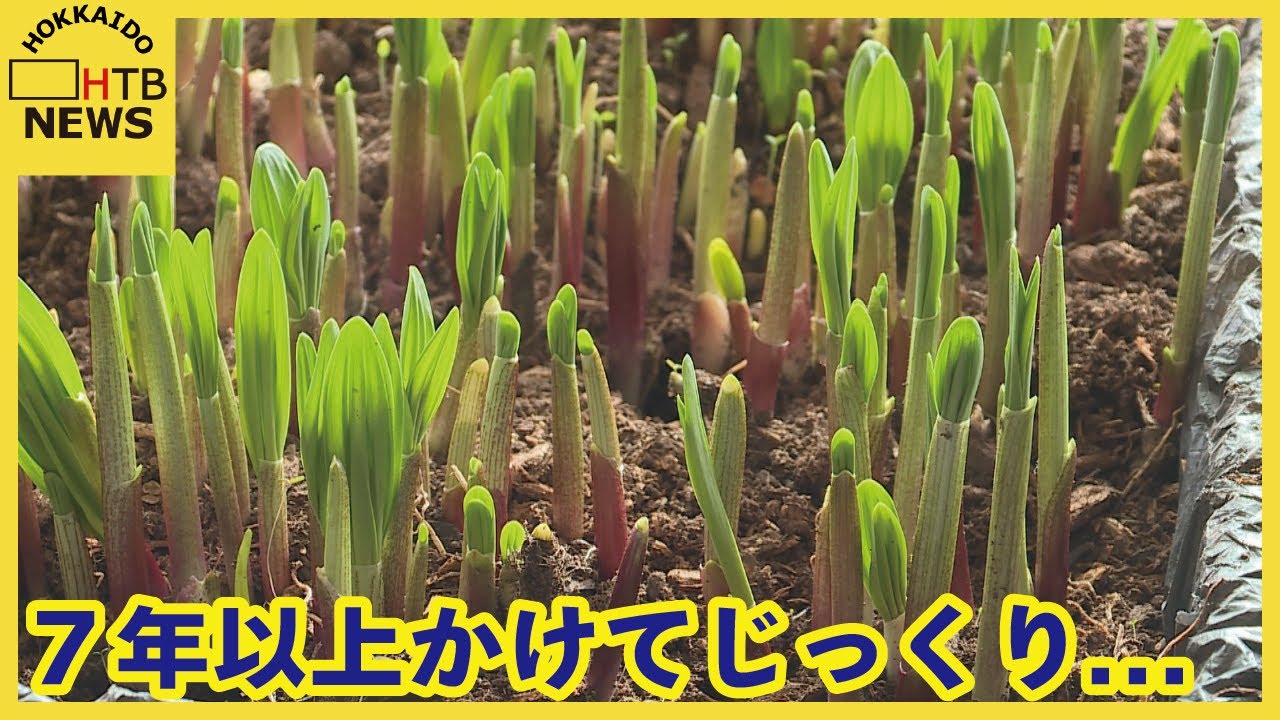 7年かけてじっくり 「山菜の王様」ギョウジャニンニク 収穫ピーク