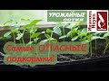 Опасные ПОПУЛЯРНЫЕ и КОПЕЕЧНЫЕ подкормки ДЛЯ черной ножки и угнетения рассады. Не ошибись!