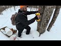 It Starts Like This — Maple Syrup Season