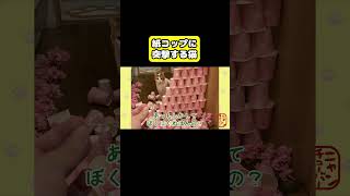 紙コップに突撃する猫　#猫 #おもしろ #アテレコ #ニャンチューバーつくし