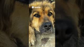 Venezuela's Economic Crisis Impact on Dogs Revealed