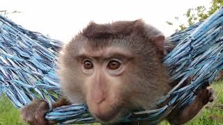 Nui Family Monkey Baby Nui So Cute