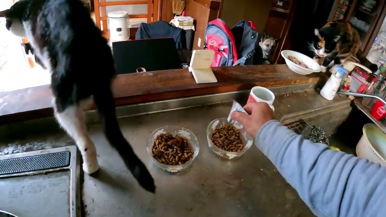 猫の日常　2,026年3月2日　手を使って水を飲む猫