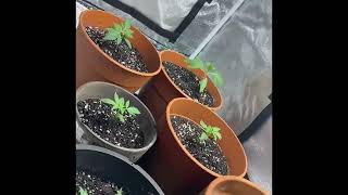 Indoor Grow | Ep. 5 |Babies Got BIG girl Pots 