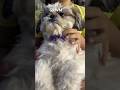 Grwm#like #shitzu #daisysvlog #cutepet #cutepuppy #like #shorts #viral #daisyfamily