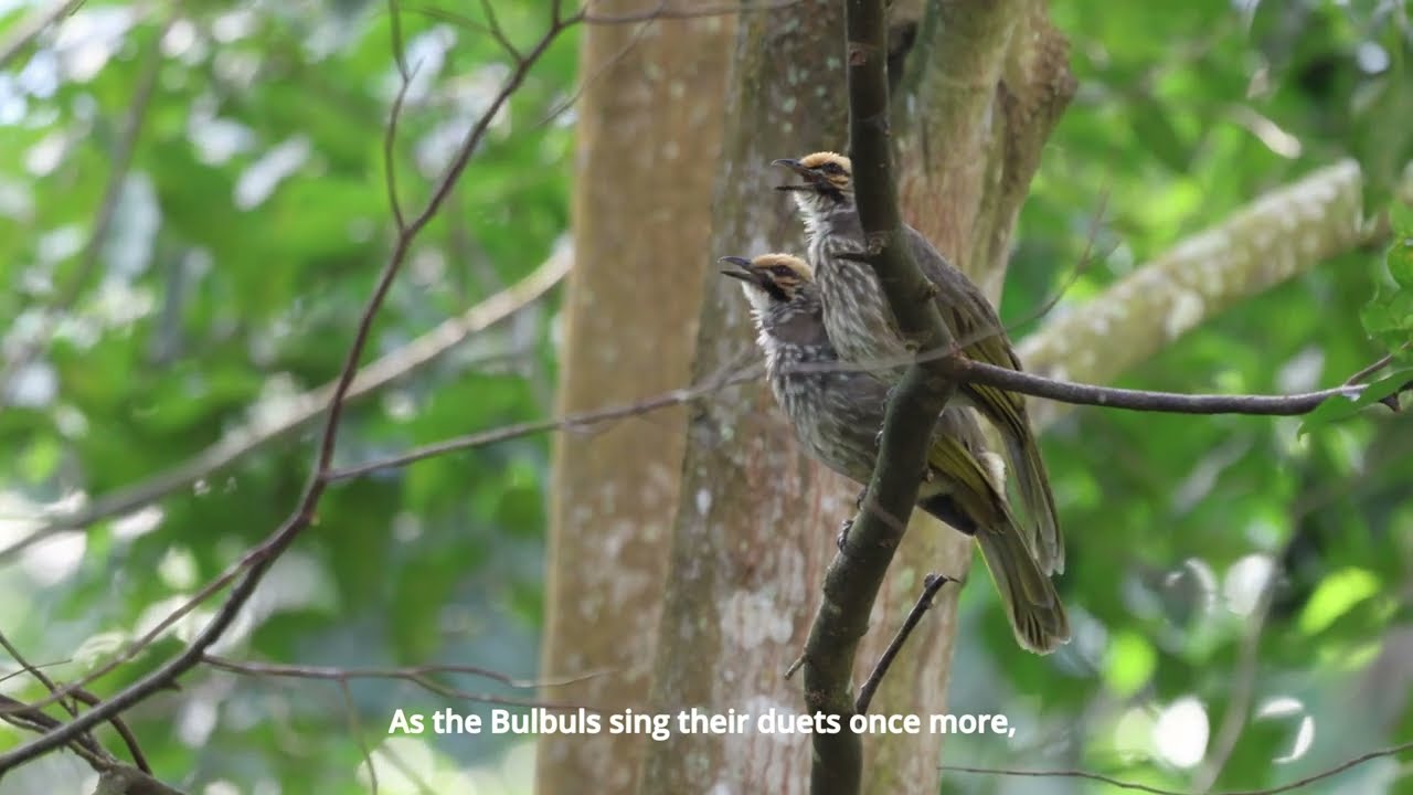 Songs of Endurance: A Straw-headed Bulbul Documentary | Pulau Ubin, Singapore