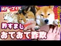 【犬猫アテレコ】前の家の最後の日常動画