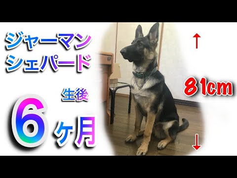 生後 6ヶ月のジャーマンシェパード はこんな感じ