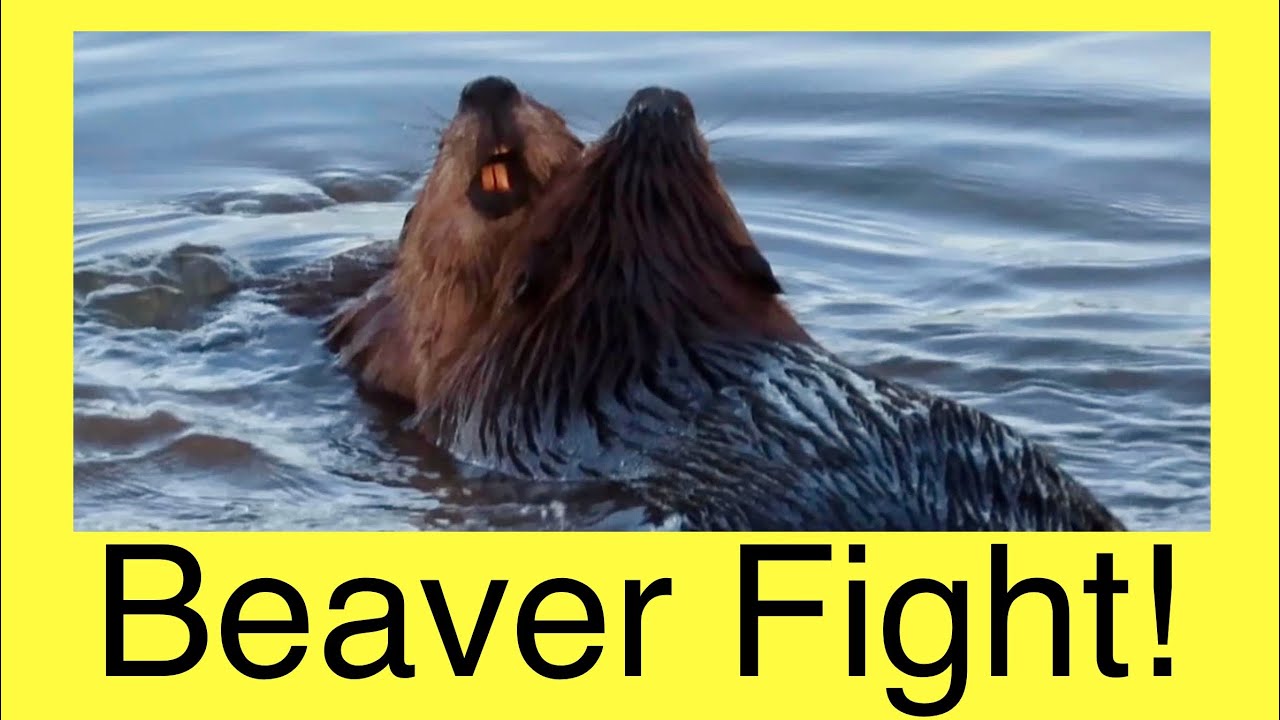 BEAVER FIGHT!