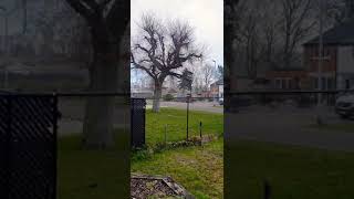 APRIL SNOW 2021 Information