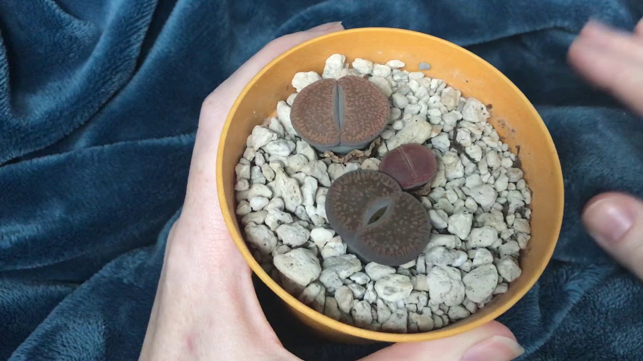 Why Isn’t My Lithops Splitting/Why Is My Lithops Shrinking Question From Facebook Answered