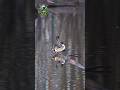 Pintails lovers #pintail #lover #birds #duckcall #duck #duckhunting #shortvideo #shorts #shortsfeed