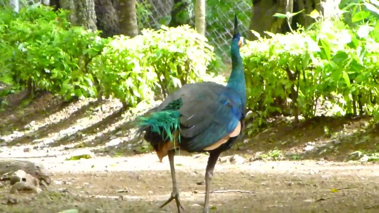 Green Peafowl, (Pavo muticus) 