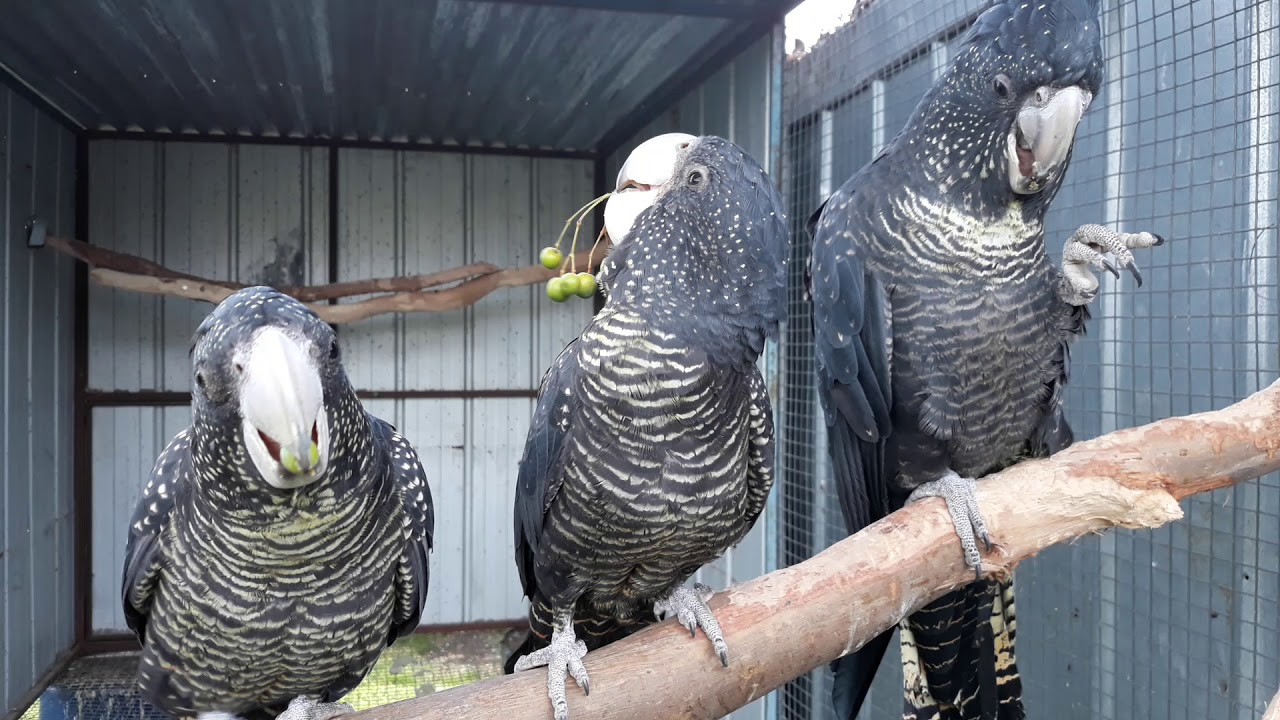 Red-Tailed Black Cockatoo's 