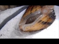 Mussel Display - Lampsilis ornata