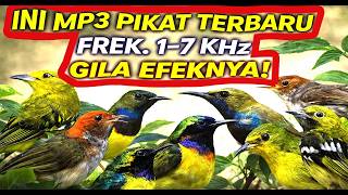 Suara Pikat Burung Kecil Liar Terbaik 1–7 KHz – Sekali Putar Langsung Respon!