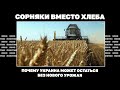 Сорняки вместо хлеба. Почему Украина может остаться без нового урожая | Страна.ua