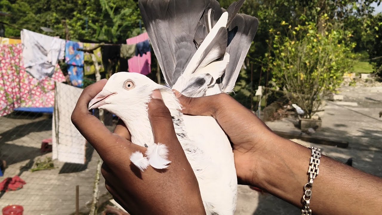 কালদোম , রামপুরী,কালাসবুজ, ও নিচে খেলা পায়রার বাজি দেখুন দারুন দারুন বাজির পায়রা❤️‍🔥🕊️🧿