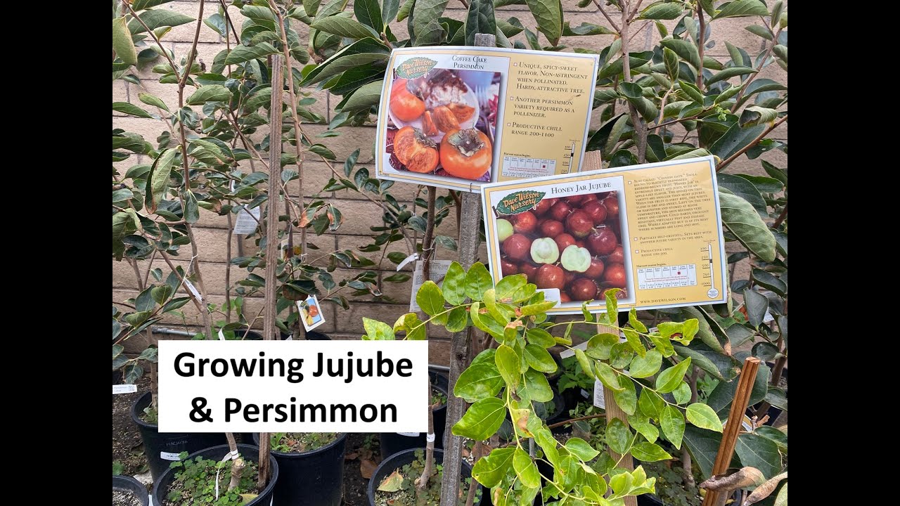 Growing Jujube & Persimmon