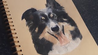 Drawing a border collie