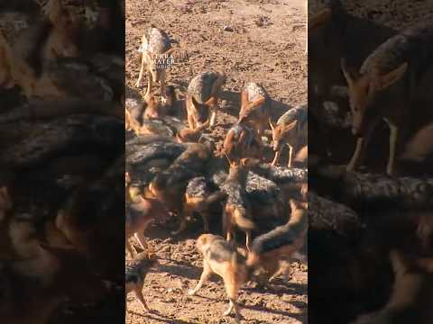 Jackal Pack Tragically DELETES Seal Pup in Seconds!