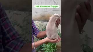 🔥 #pitbull #pitbulllove #dogsofinstagram #explore #explorepage #puppy #viral #shorts #shortvideo