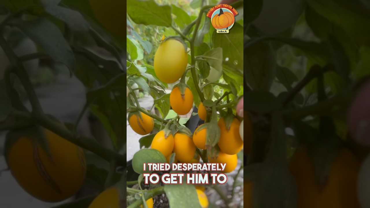 HE REVEALS the MYSTERY PLANT!! 