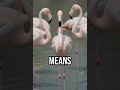 Their laziest pose #animalscience #funfacts #biology