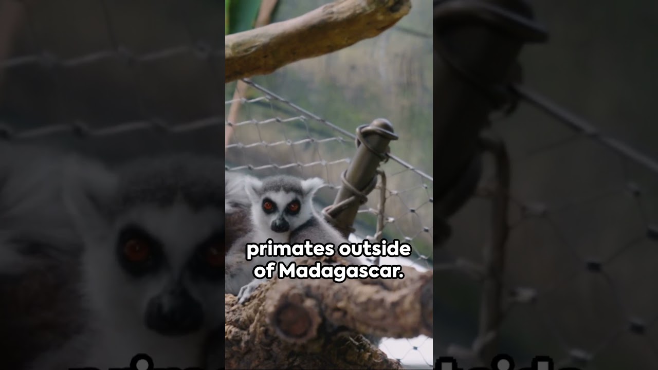 5 Fun Facts You Didn't Know About Duke University