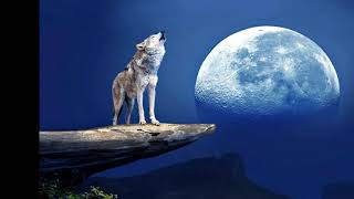 How the moon changes the behavior of animals