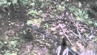How far abroad does a brood of ducklings roam.avi
