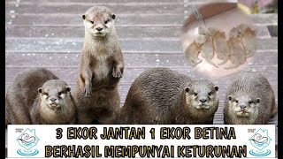 3 EKOR JANTAN Vs 1 EKOR BETINA KAWIN DAN MEMPUNYAI 5 EKOR BABY OTTER